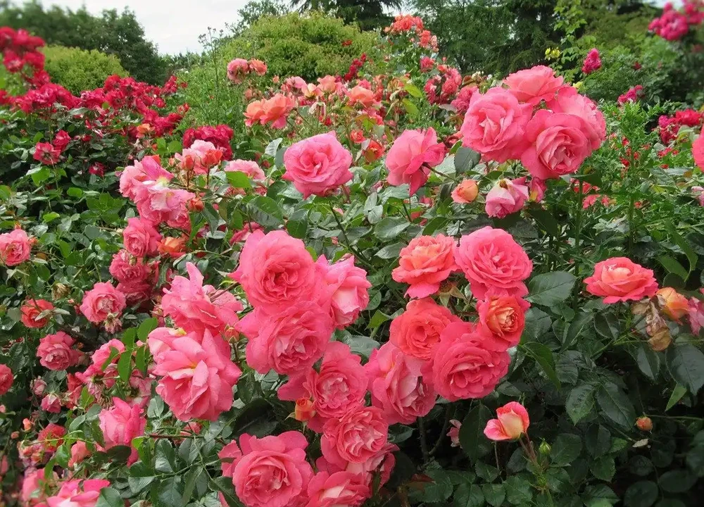 薔薇是玫瑰嗎