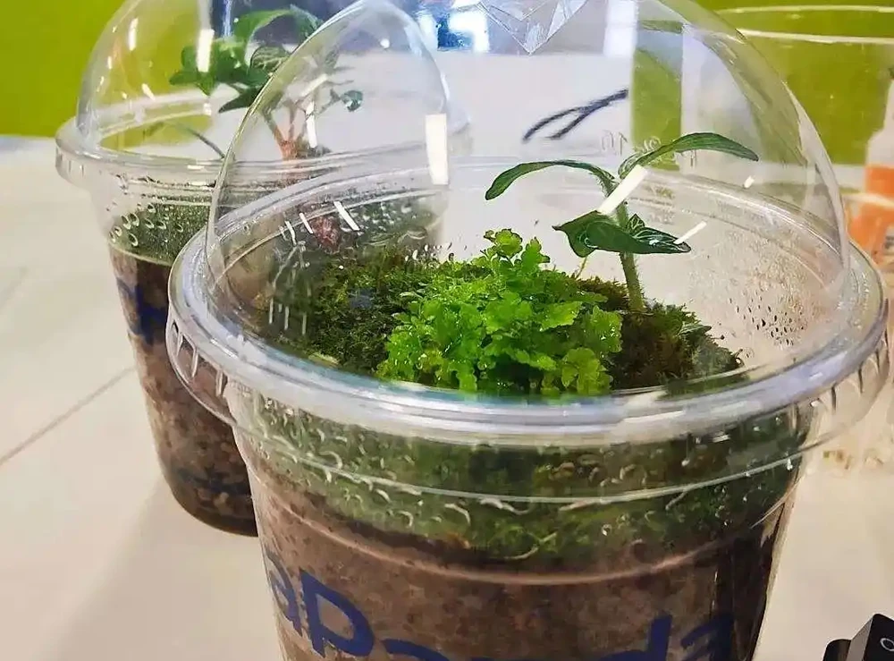 深圳男子 衛生間塞滿綠植,兜蘭開花驚豔!網友靈魂提問笑噴