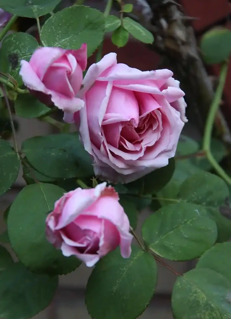 薔薇是玫瑰嗎