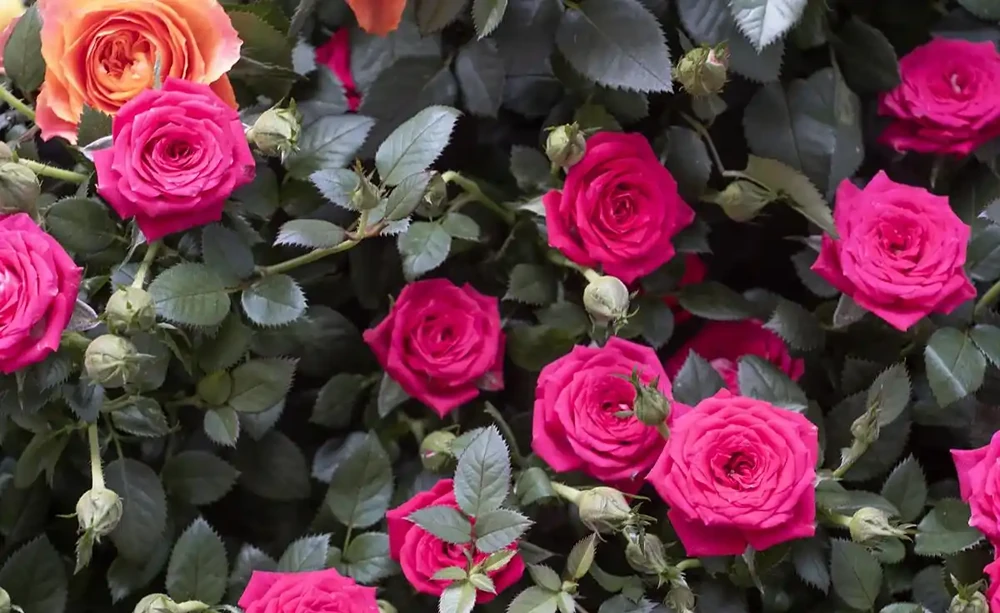 薔薇是玫瑰嗎