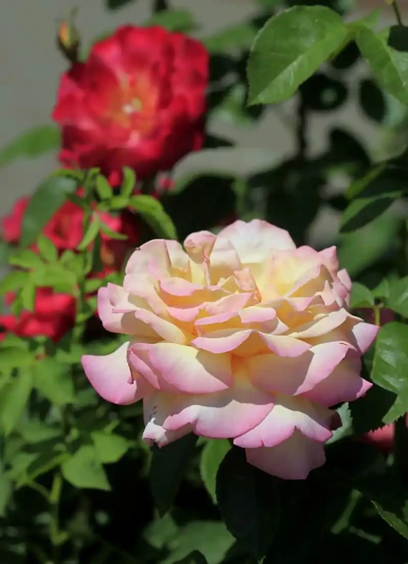 薔薇是玫瑰嗎