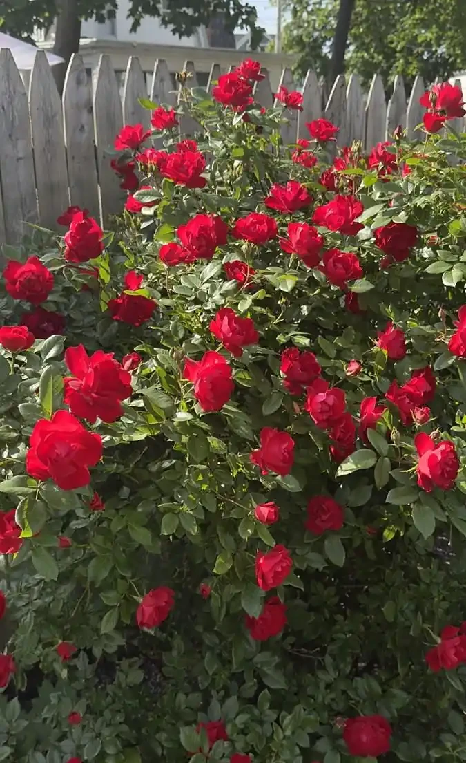 薔薇是玫瑰嗎