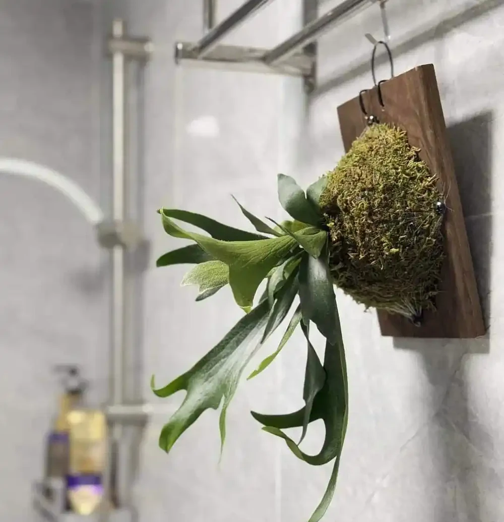 深圳男子 衛生間塞滿綠植,兜蘭開花驚豔!網友靈魂提問笑噴