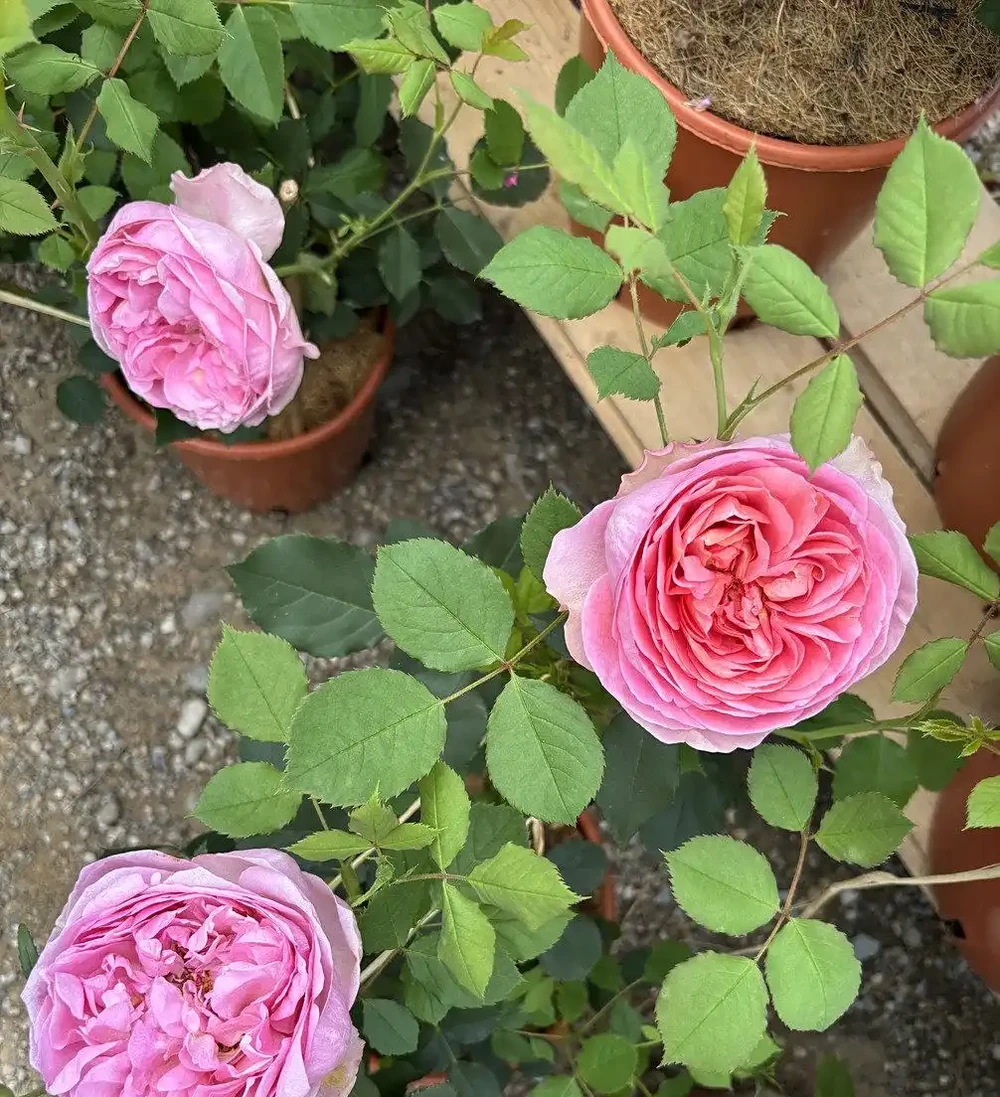 薔薇是玫瑰嗎
