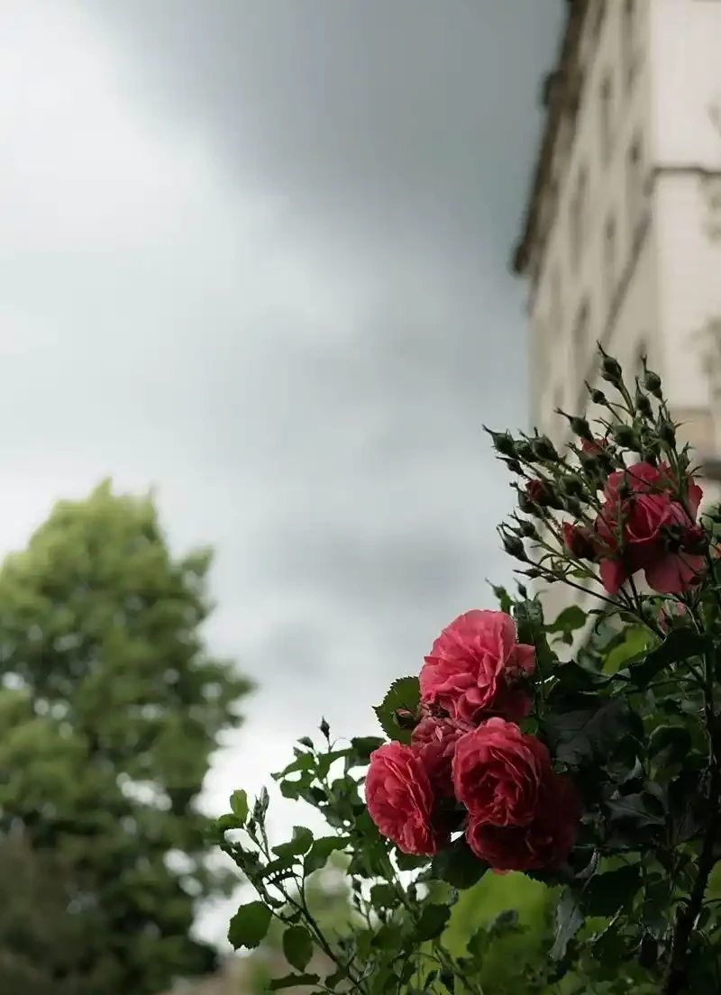 薔薇是玫瑰嗎