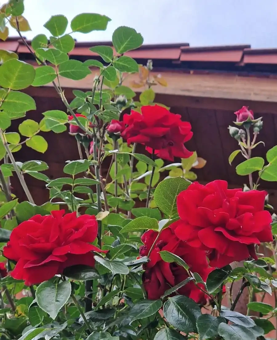 薔薇是玫瑰嗎