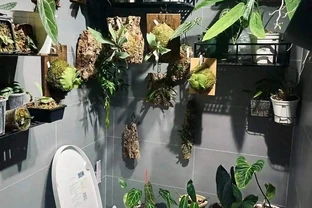 深圳男子 衛生間塞滿綠植，兜蘭開花驚豔！網友靈魂提問笑噴