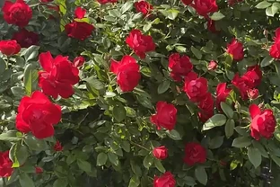 薔薇是玫瑰嗎