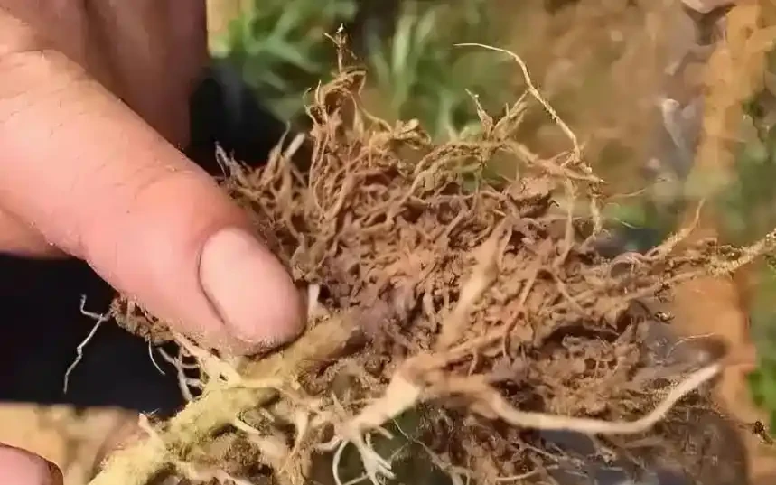 橘子樹葉黃別慌!老果農教你3招變回油綠,結的果又大又甜