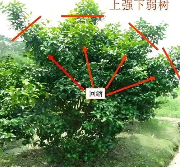 橘子樹葉黃別慌!老果農教你3招變回油綠,結的果又大又甜
