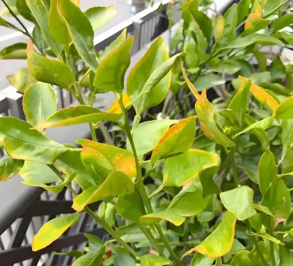 橘子樹葉黃別慌!老果農教你3招變回油綠,結的果又大又甜