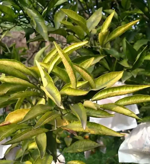 橘子樹葉黃別慌!老果農教你3招變回油綠,結的果又大又甜