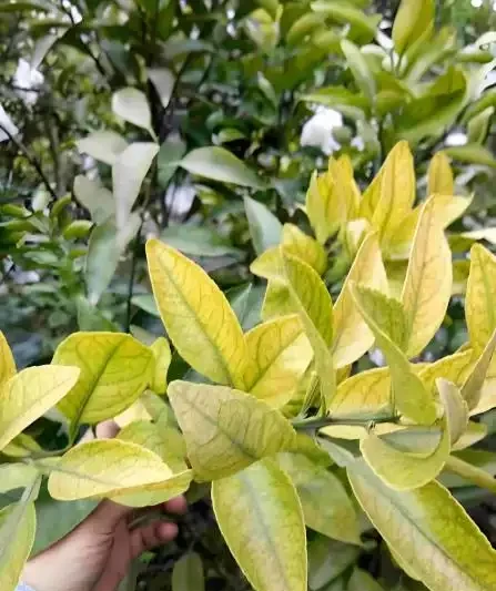 橘子樹葉黃別慌!老果農教你3招變回油綠,結的果又大又甜