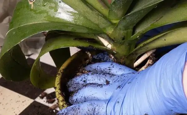 觀葉植物的需肥特點與施肥方法,植物葉子發軟下垂怎麼辦