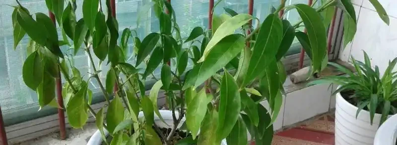 觀葉植物的需肥特點與施肥方法,植物葉子發軟下垂怎麼辦