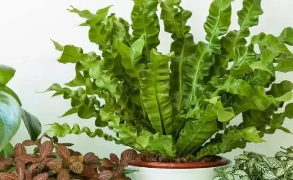 觀葉植物的需肥特點與施肥方法,植物葉子發軟下垂怎麼辦