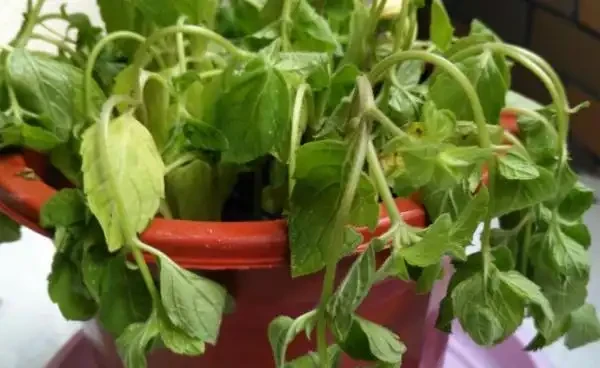 觀葉植物的需肥特點與施肥方法,植物葉子發軟下垂怎麼辦