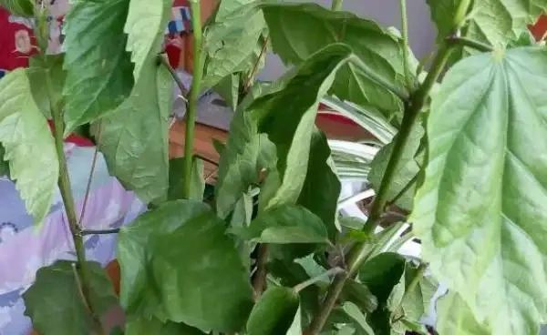 觀葉植物的需肥特點與施肥方法,植物葉子發軟下垂怎麼辦