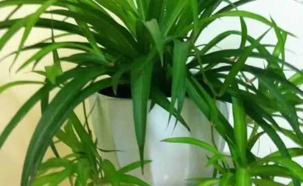 觀葉植物的需肥特點與施肥方法,植物葉子發軟下垂怎麼辦