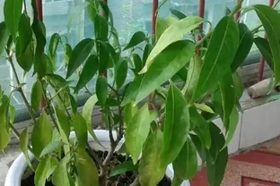 觀葉植物的需肥特點與施肥方法，植物葉子發軟下垂怎麼辦