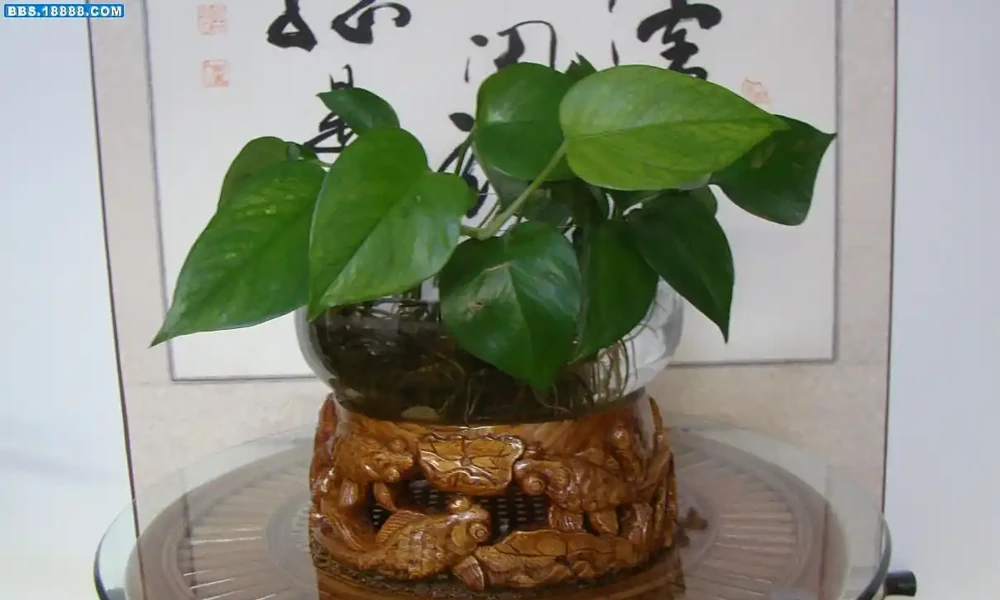 黃金葛水耕秘籍:解鎖「懶人養綠」新姿勢,讓家秒變熱帶雨林