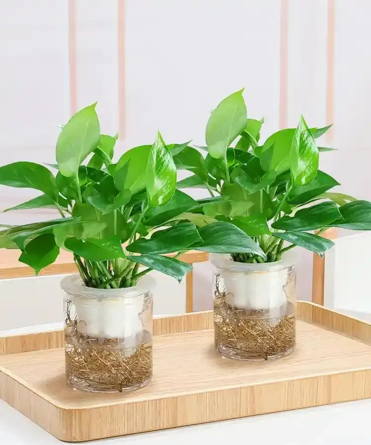 黃金葛可以水耕養殖嗎?試試這些方法,別踩了前人的坑