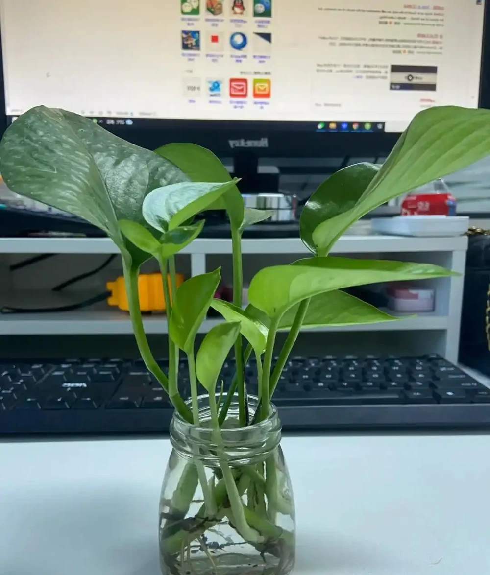 黃金葛可以水耕養殖嗎?試試這些方法,別踩了前人的坑