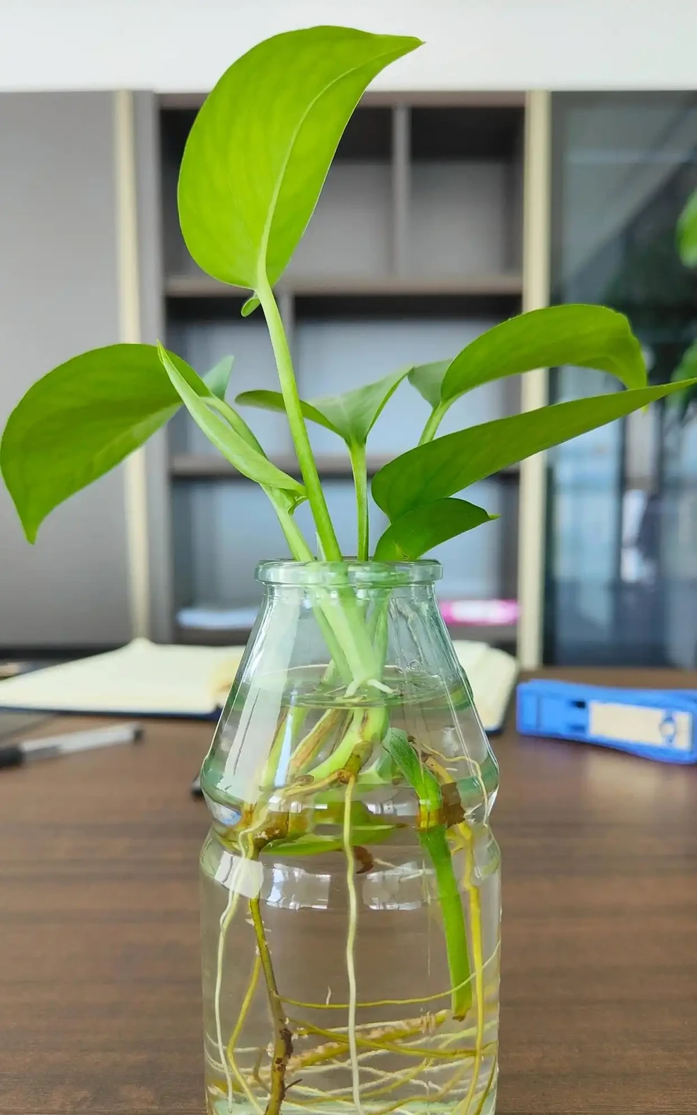 黃金葛可以水耕養殖嗎?試試這些方法,別踩了前人的坑