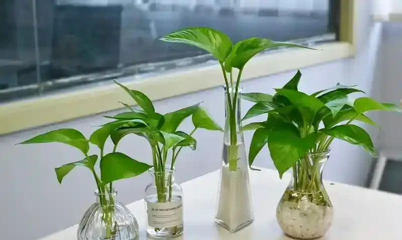黃金葛可以水耕養殖嗎?試試這些方法,別踩了前人的坑