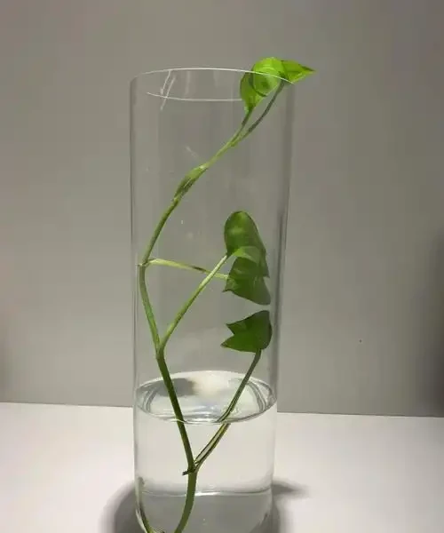 黃金葛可以水耕養殖嗎?試試這些方法,別踩了前人的坑