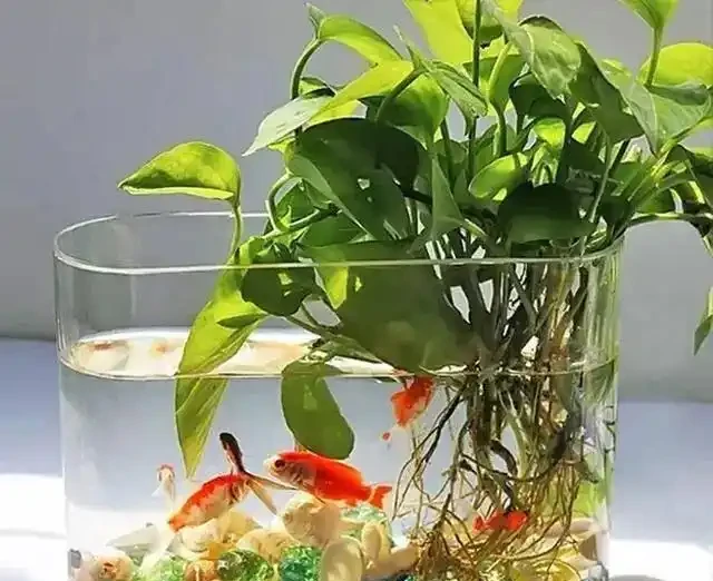 黃金葛可以水耕養殖嗎?試試這些方法,別踩了前人的坑