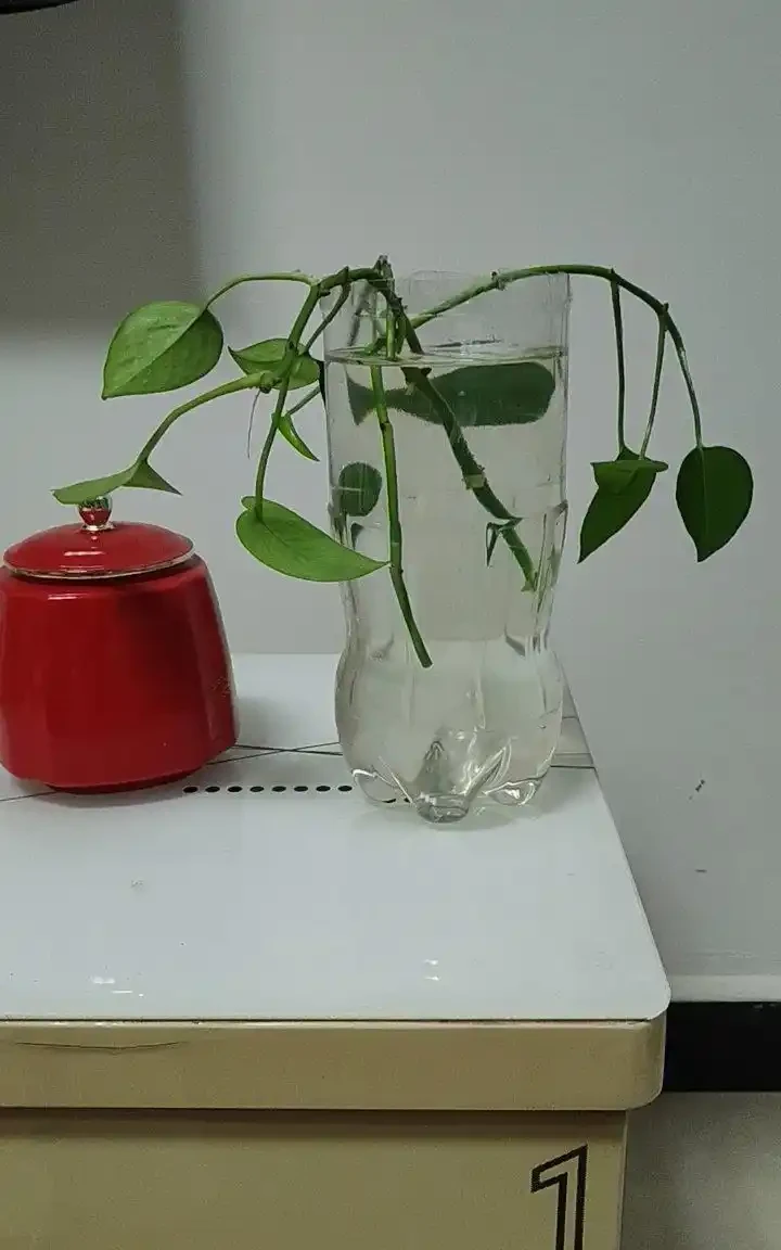黃金葛可以水耕養殖嗎?試試這些方法,別踩了前人的坑