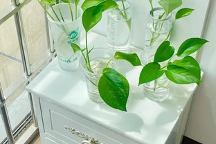 黃金葛可以水耕養殖嗎？試試這些方法，別踩了前人的坑