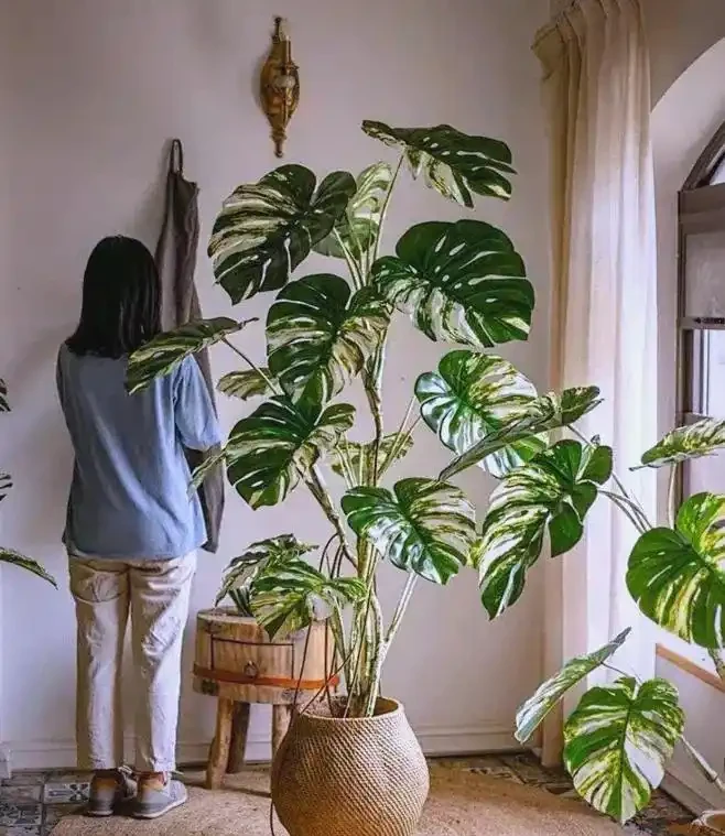 臥室綠植的極致體驗與推薦：從廣州女子案例到多樣植物選擇
