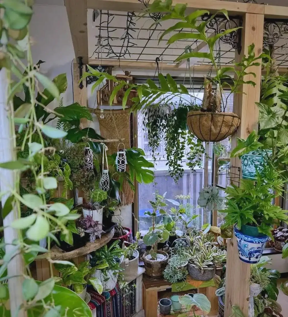 臥室綠植的極致體驗與推薦：從廣州女子案例到多樣植物選擇