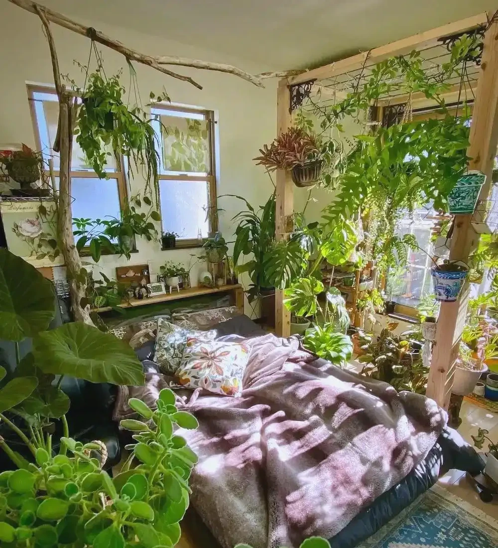 臥室綠植的極致體驗與推薦：從廣州女子案例到多樣植物選擇