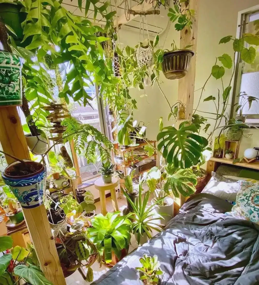 臥室綠植的極致體驗與推薦：從廣州女子案例到多樣植物選擇