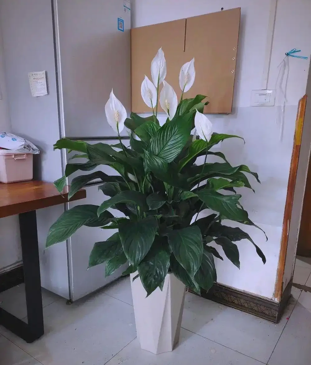 臥室綠植的極致體驗與推薦：從廣州女子案例到多樣植物選擇