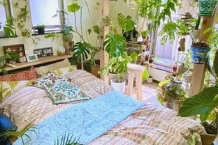 臥室綠植的極致體驗與推薦：從廣州女子案例到多樣植物選擇