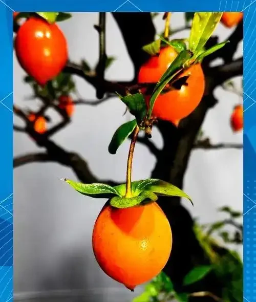 金彈子開花不掛果是什麼原因