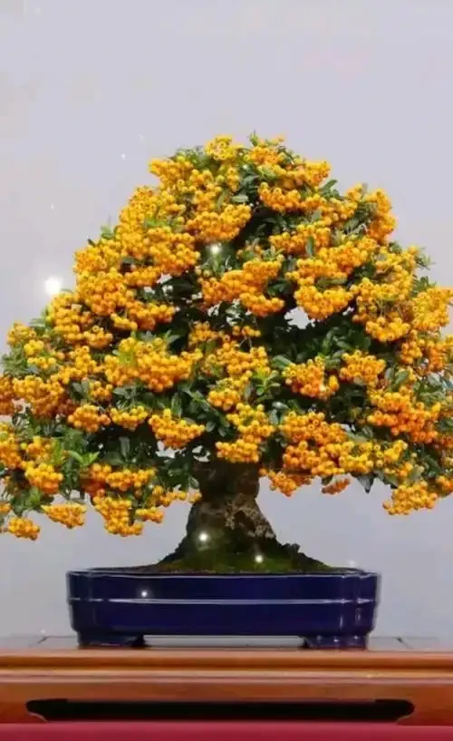 金彈子開花不掛果是什麼原因