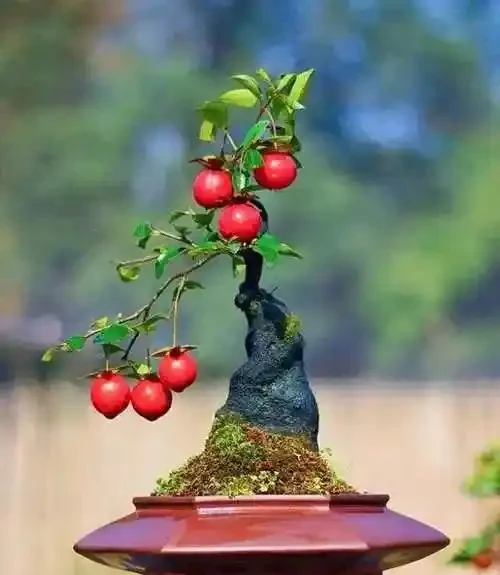金彈子開花不掛果是什麼原因