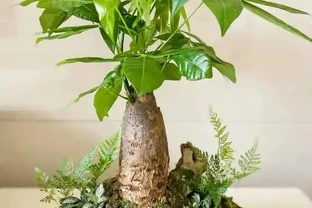 發財樹需要曬太陽嗎？揭秘發財樹曬太陽的學問：光與綠的生長密碼