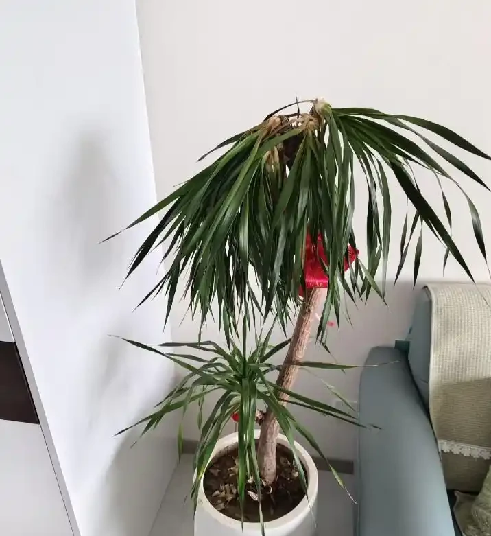 網友曬「謝了頂的龍血樹」,問還有救麼?意外炸出一波「大神」~