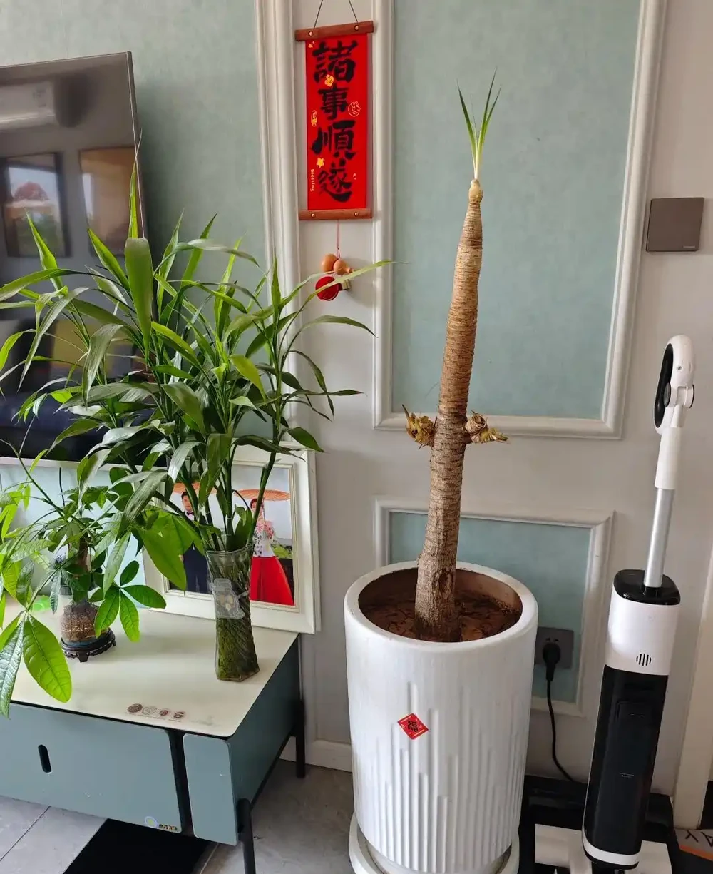 網友曬「謝了頂的龍血樹」,問還有救麼?意外炸出一波「大神」~
