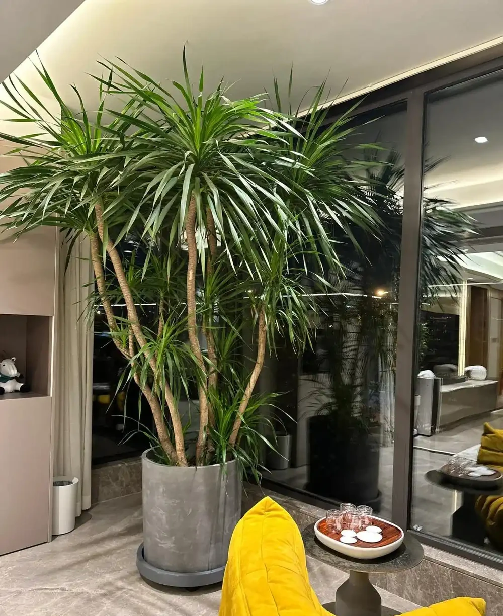網友曬「謝了頂的龍血樹」,問還有救麼?意外炸出一波「大神」~