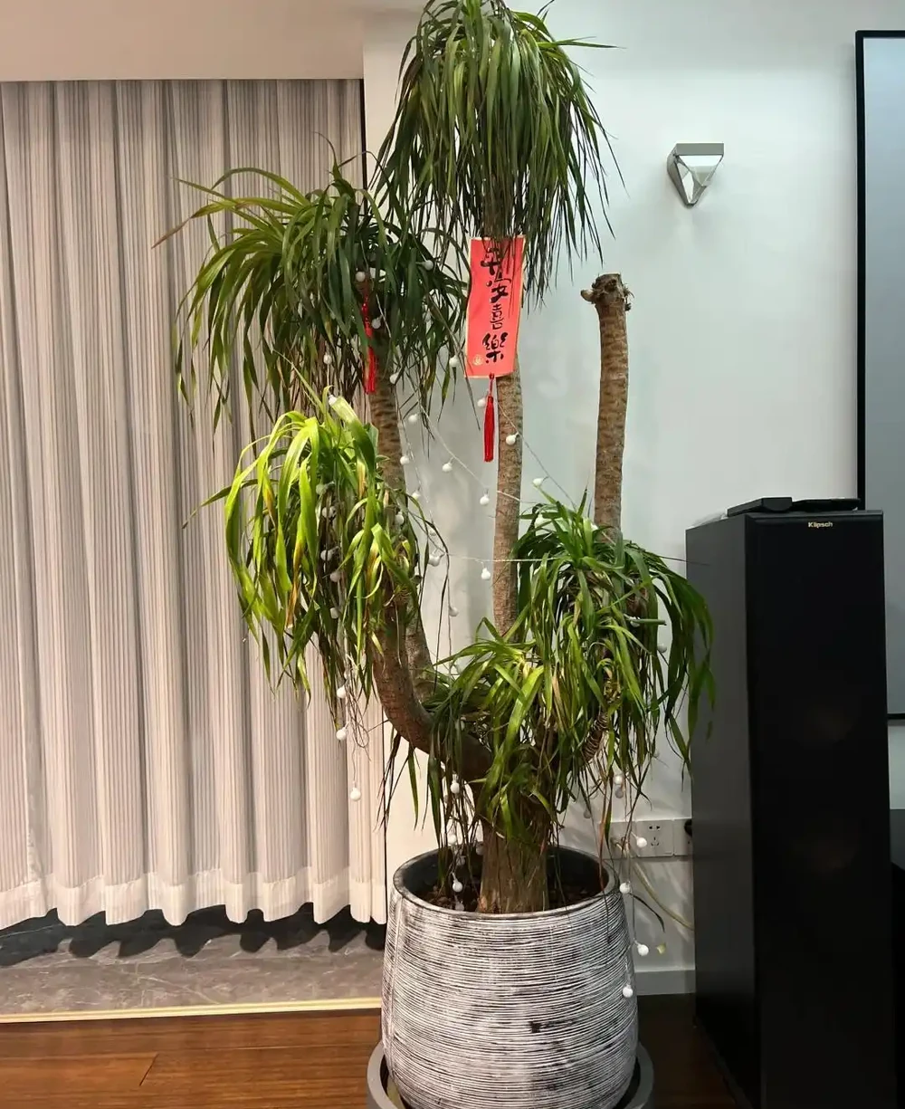網友曬「謝了頂的龍血樹」,問還有救麼?意外炸出一波「大神」~