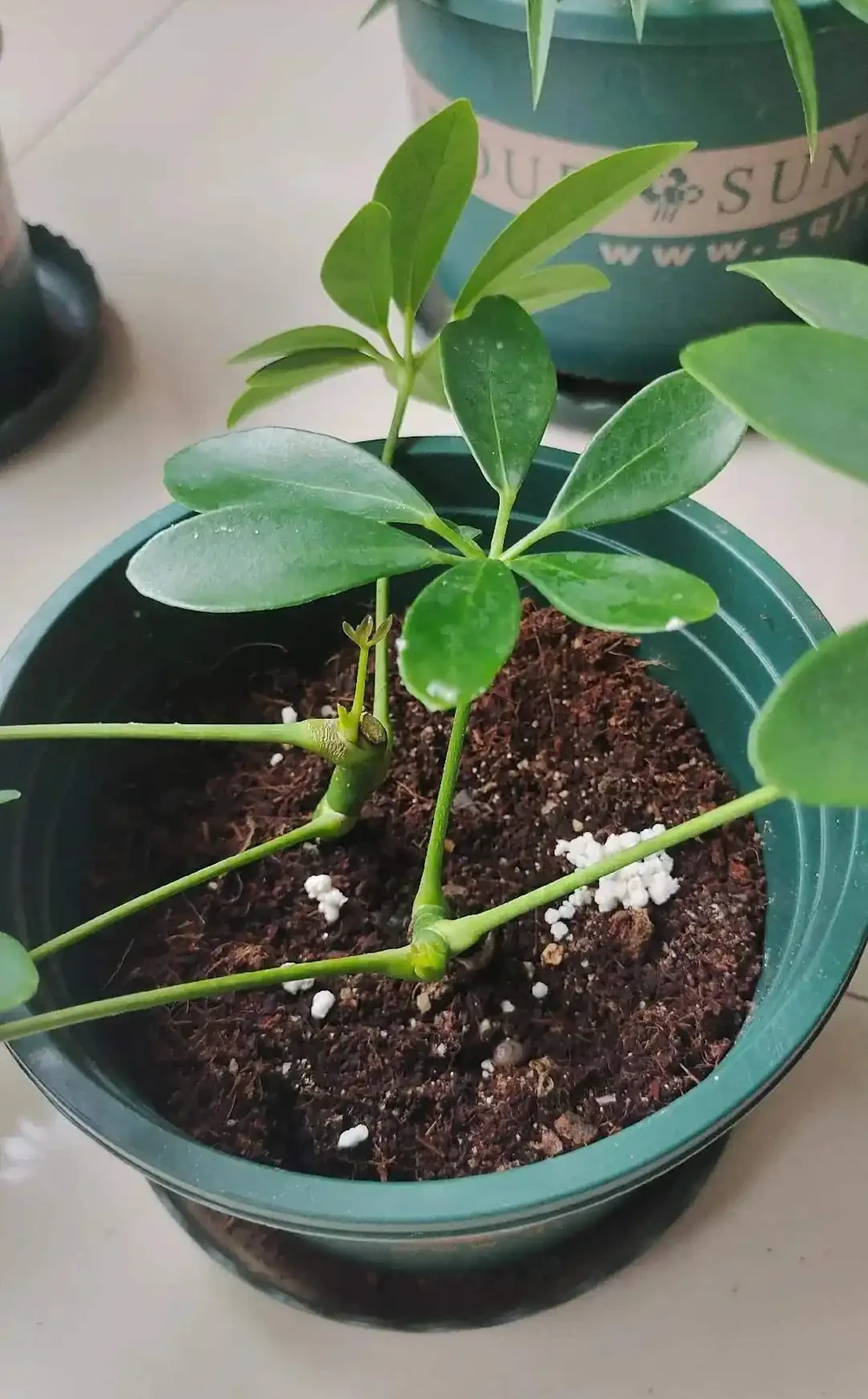 鵝掌藤如何插枝?從新手到綠植的插枝秘籍