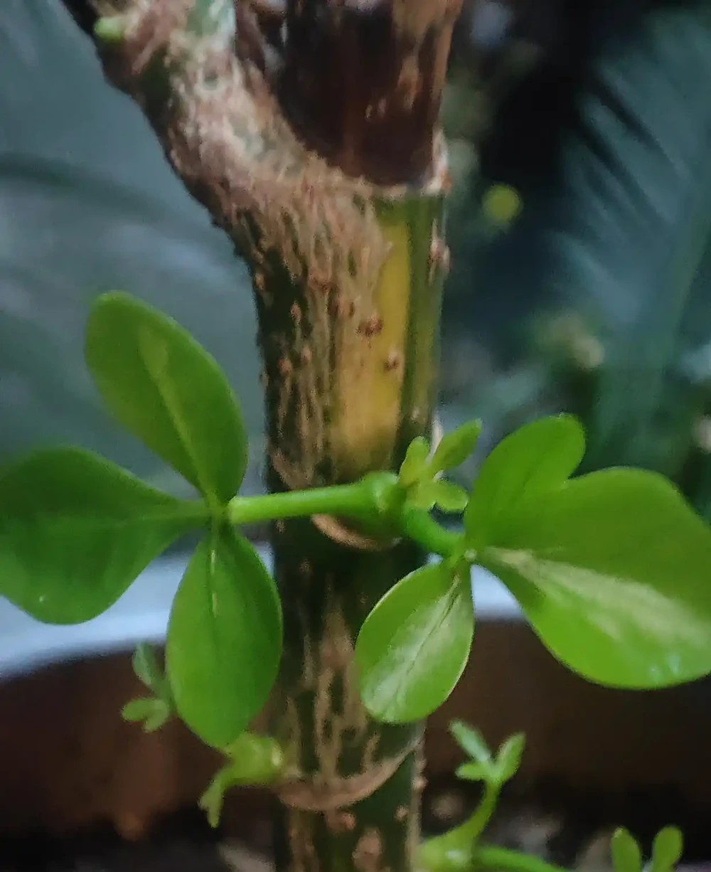 鵝掌藤如何插枝?從新手到綠植的插枝秘籍