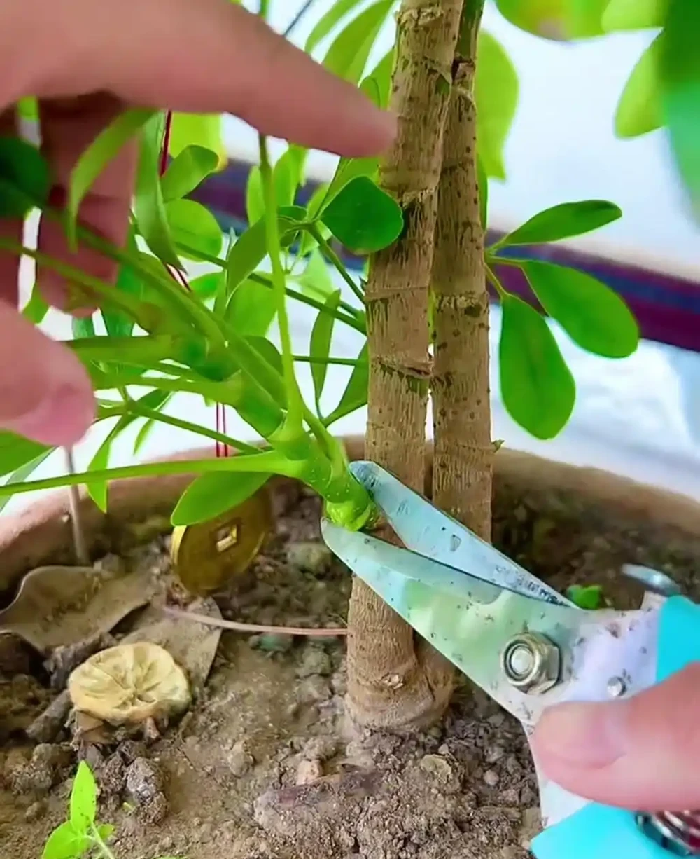 鵝掌藤如何插枝?從新手到綠植的插枝秘籍